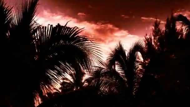 タイムラプス日光ヤシの木 - 映像、動画