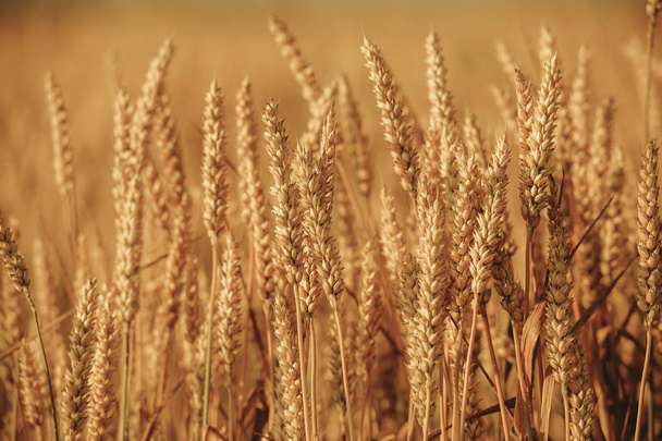 Golden wheat field and sunny day  - Fotoğraf, Görsel