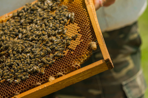 Working bees on honeycombs. The beekeeper takes out the frame with a honeycomb from the hive with his bare hands. - Photo, image