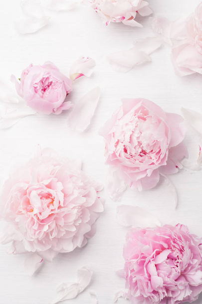 beautiful pink peony flower background - Zdjęcie, obraz