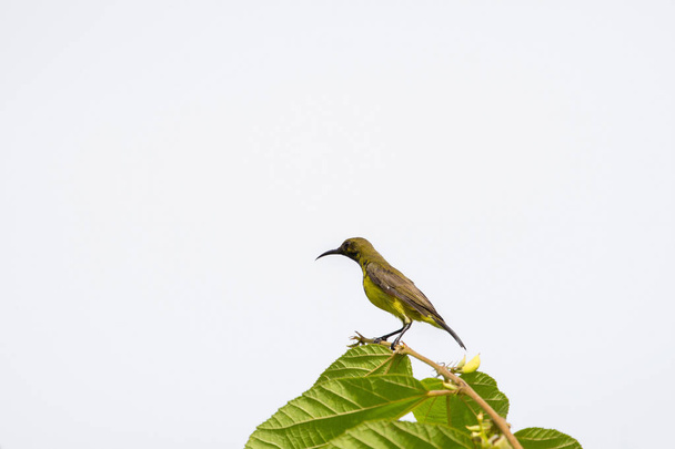 Zeytin destekli sunbird, Sarı karınlı sunbird - Fotoğraf, Görsel