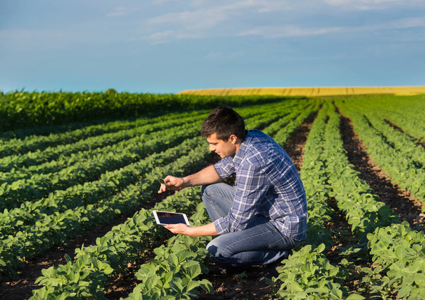 Agricultor con tableta en campo de soja
 - Foto, Imagen