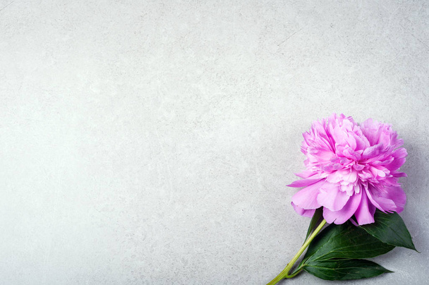 Pioenroos roze bloem grijze achtergrond Mothers Day Valentine vakantie  - Foto, afbeelding