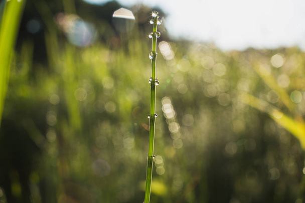 primo piano di gocce d'acqua su uno stelo di erba verde alla luce del sole
 - Foto, immagini