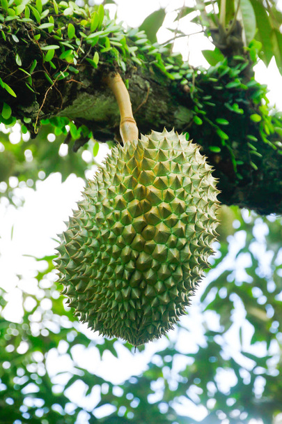 Stock Photo - Durian, king of fruit hanging on brunch tree - Foto, Imagem