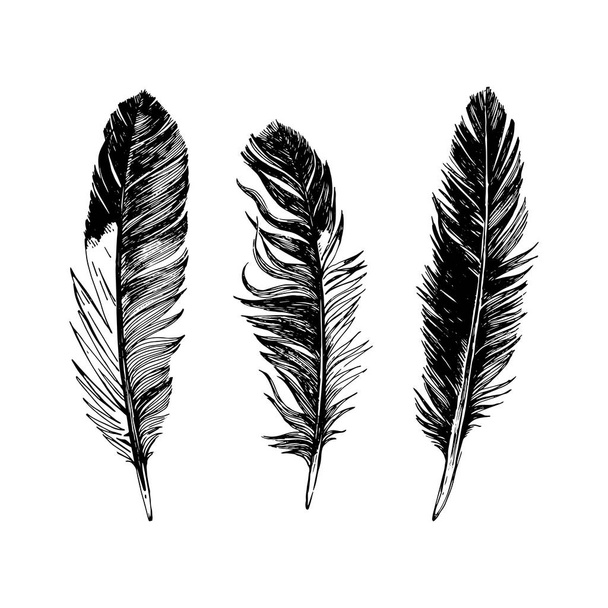 3 hand drawn black and white feathers - Vecteur, image