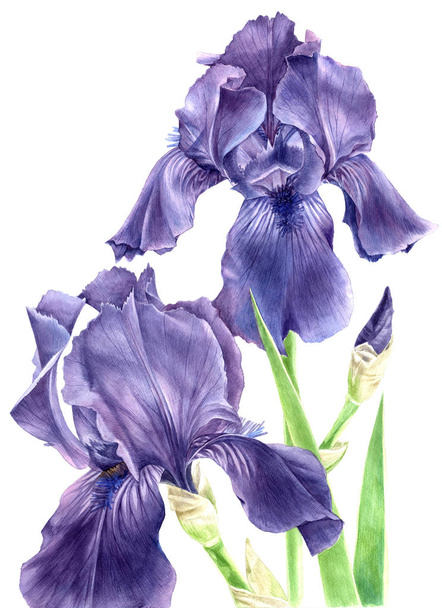 Hand drawn watercolor iris flowers - Фото, изображение