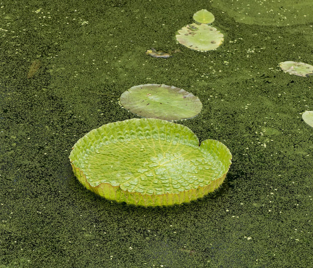 Enorme loto galleggiante, Gigante ninfee amazzonica, Victoria amazonia
 - Foto, immagini