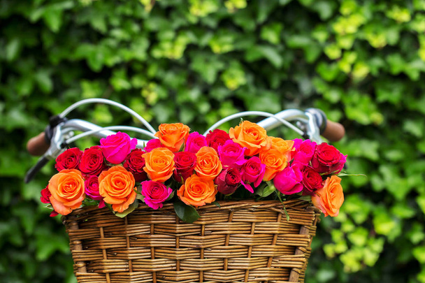 Bouquet de roses multicolores dans un panier à vélos
.  - Photo, image