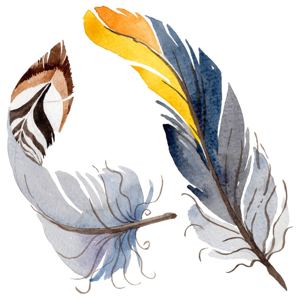 Φτερό ακουαρέλα πουλί από φτερό απομονωμένες. - Φωτογραφία, εικόνα