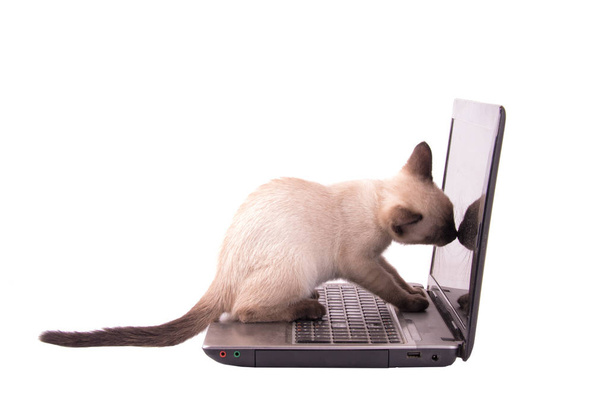 Chocolate point Siamese kitten sniffing on a laptop screen - Foto, immagini