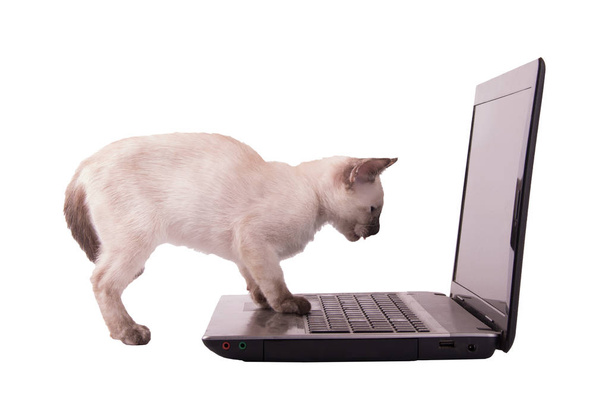 Siamese kitten looking at a laptop screen with her paws on the mousepad, - Foto, Imagen