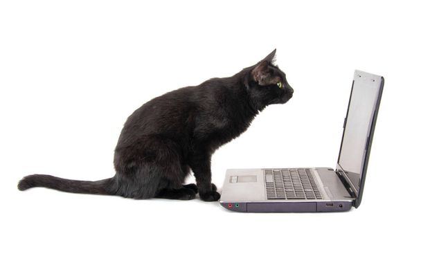 Side view of a curious black cat inspecting a laptop screen - Foto, Bild