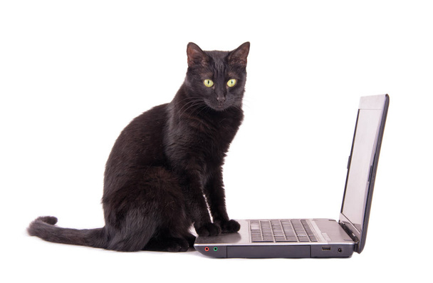 Black cat with a contemplating look on her face sitting with her front paws on top of a laptop computer - 写真・画像