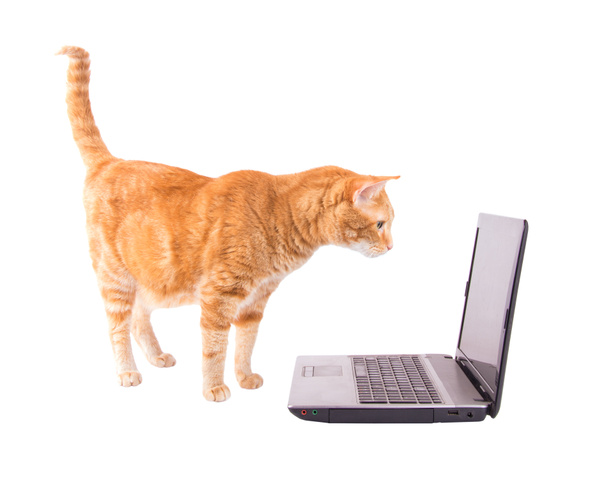 Τιγρέ γάτα Τζίντζερ στέκεται μπροστά από ένα φορητό υπολογιστή, κοιτάζοντας την οθόνη - Φωτογραφία, εικόνα