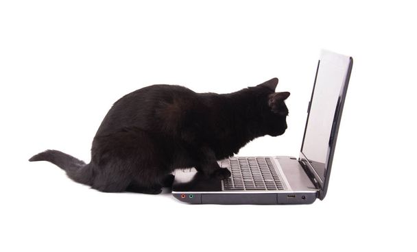 Side view of a black cat looking at a laptop screen, with her paws on the keyboard - Φωτογραφία, εικόνα