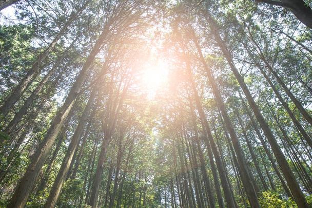 Árboles en el bosque con luz solar
 - Foto, imagen