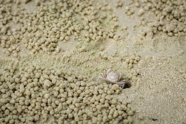 Mały krab ghost Dokonywanie piasek piłka - Zdjęcie, obraz