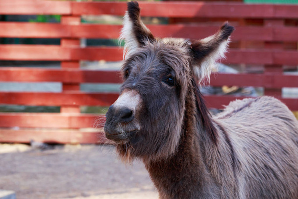 The portrait a donkey - Foto, afbeelding