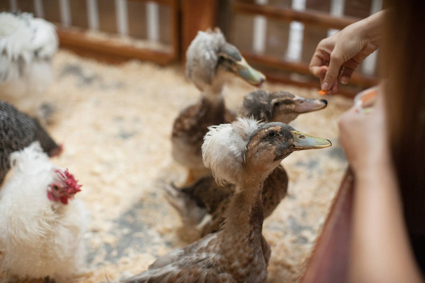 Alimentation du canard à la ferme
 - Photo, image