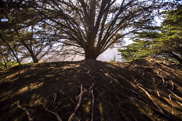 Grande árvore alastrando com raízes
 - Foto, Imagem