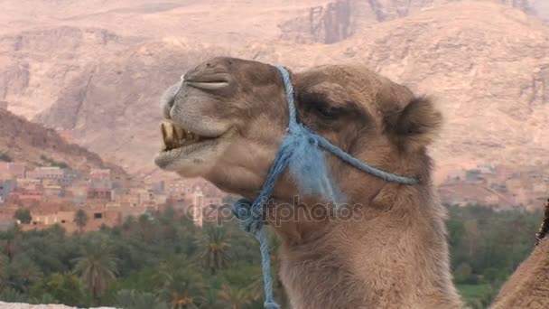 Camel in landscape, Dades valley  - Footage, Video