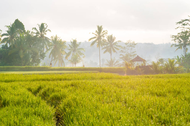 View over rice fields and coconut trees in Asia - Fotoğraf, Görsel
