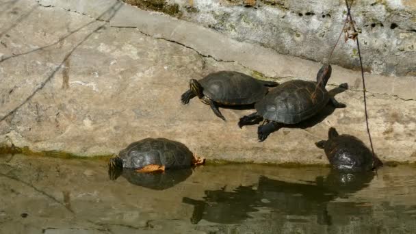 Kaplumbağalar kale surları üzerinde  - Video, Çekim