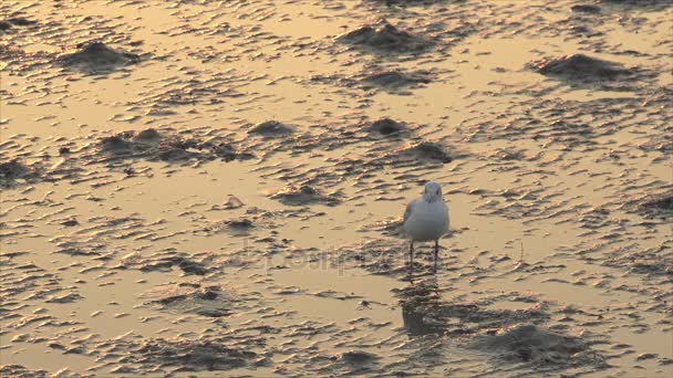 Ptak stojący na mudflats  - Materiał filmowy, wideo