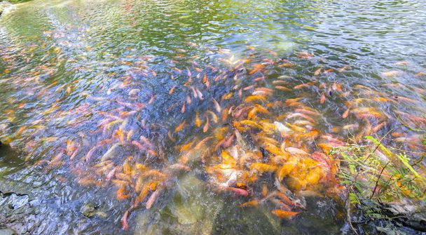 Kleurrijke karper zwemmen in de vijver  - Foto, afbeelding
