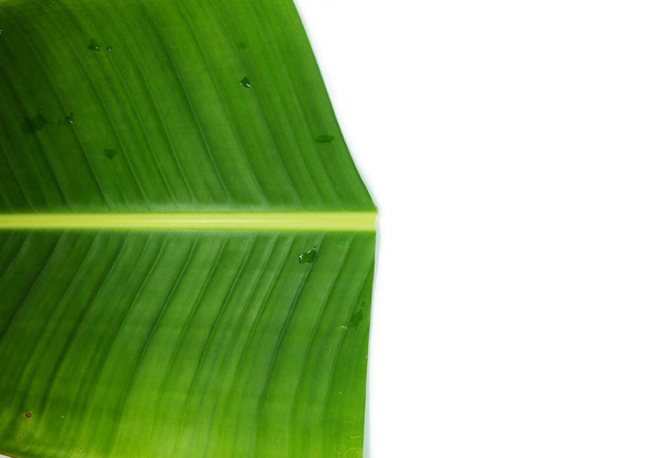 closeup green banana leaf texture and space background, wallpaper  - Zdjęcie, obraz