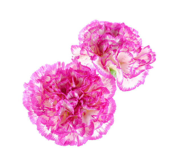 rosa, weiße Nelke auf weißem Rücken - Foto, Bild