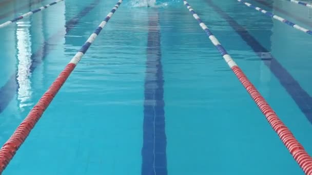 fiatal nő szemüveg és kap úszás pillangóúszás stílus a kék medence fedett verseny - Felvétel, videó