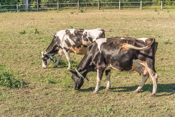 Черно-белые молочные коровы пасутся на участке для летних коров в Межигорском тракте под Киевом
. - Фото, изображение