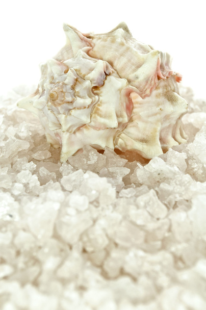 Bath Salt and Seashell - Фото, изображение