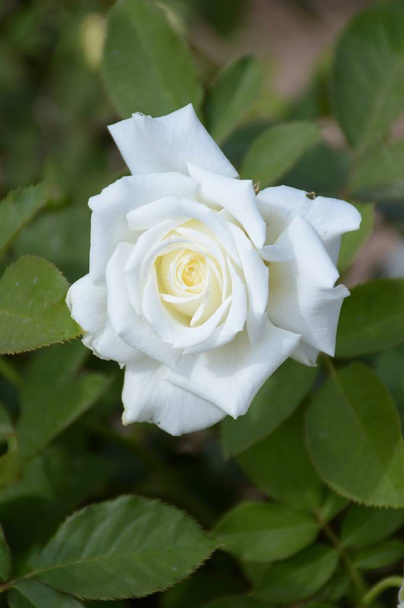 Біла квітка троянди
 - Фото, зображення