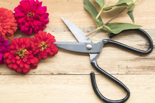 flores de colores y tijeras para preparar floristas
  - Foto, imagen