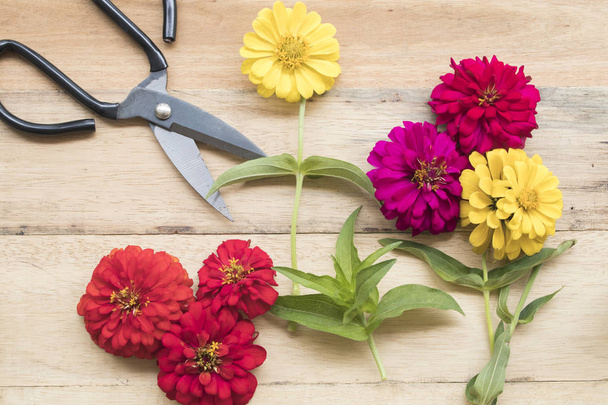 πολύχρωμα λουλούδια και ψαλίδι για προετοιμασία Ανθοπωλεία (Ανθοπωλείο)  - Φωτογραφία, εικόνα