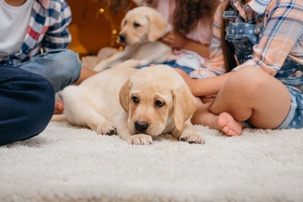 pequeño lindo cachorro Labrador
 - Foto, imagen