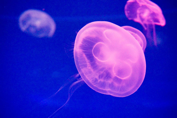Moon jellyfish (Aurelia aurita) - Photo, Image