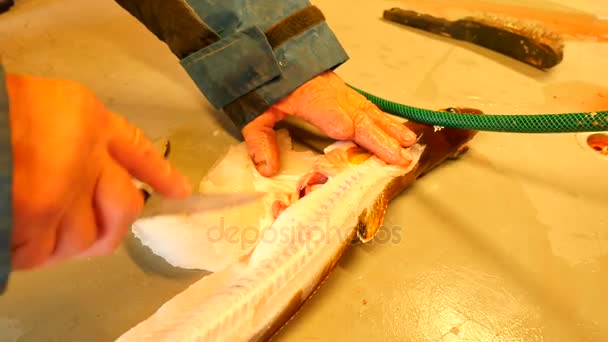 Estompage lingue commune, le poisson lingue (Molva molva). . L'opérateur fait une coupe dorsale avec un couteau très pointu. Les mains contrôlent les viscères et la séparation des filets des os. Vérifier les foies de poisson, enlever les boyaux
.  - Séquence, vidéo