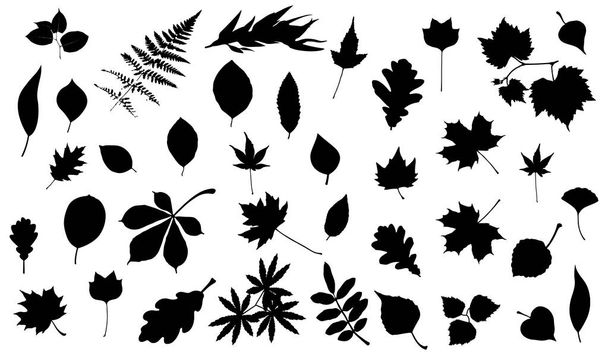 Silhuetas de folhas de árvore
 - Foto, Imagem