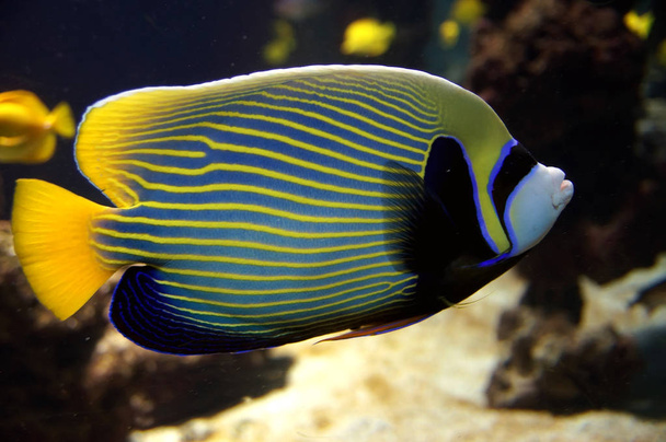 Emperador angelfish en tropical sea
 - Foto, imagen