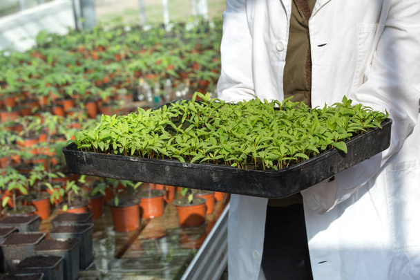 Biologist holding tray with sprouts - Photo, Image