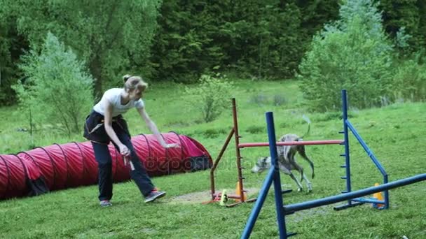 Sequence with slow motion racing in competition, animal agility race with dog running and doing slalom. Sequence with slow motion - Footage, Video