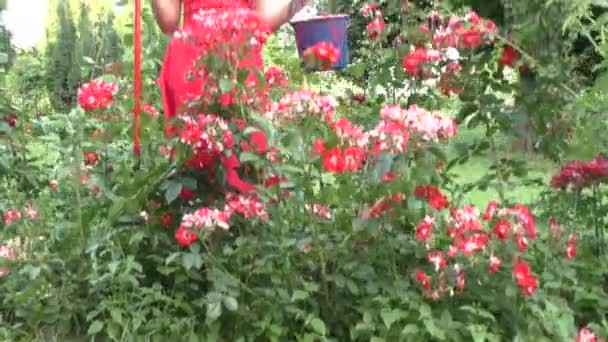Frau mit Eimer im Blumenbeet. - Filmmaterial, Video