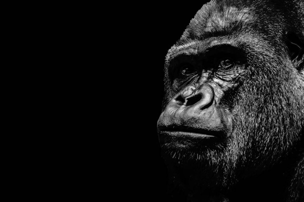 Portrait de gorille - Photo, image