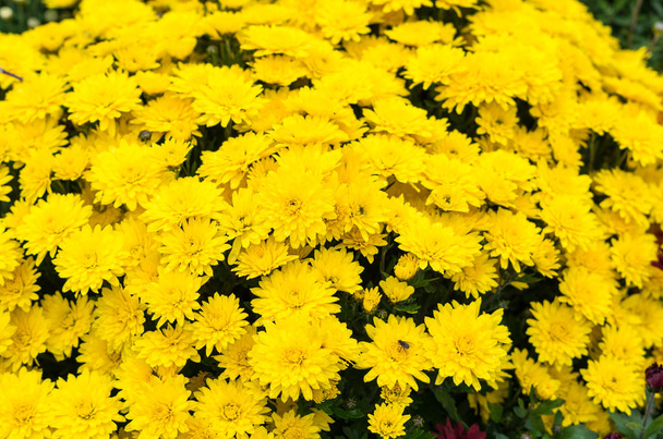 güzel çiçeklerin Kasımpatı - Fotoğraf, Görsel