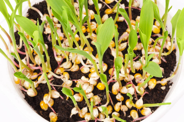 Young popcorn plants in white plastic tray from above - Photo, Image
