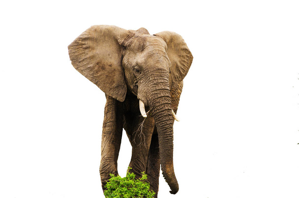 Afrikkalainen norsu syöminen eristetty
 - Valokuva, kuva